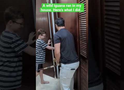 A Huge Iguana ran in my house. Now what?