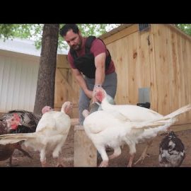 Morning Routine On My Farm (Feeding The Animals)